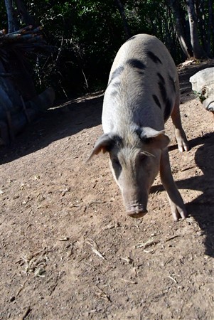 CUBA_7233 Curious free-ranging pig