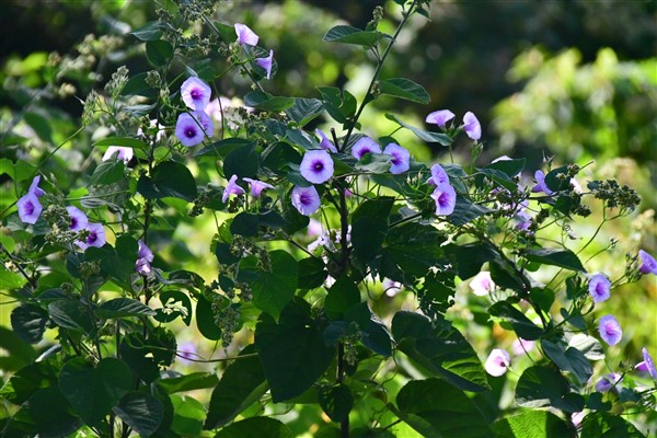 CUBA_7235 Morning glories