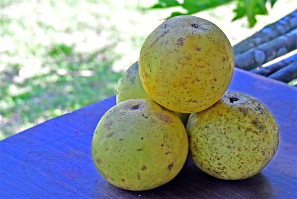 CUBA_7246 Freshly picked grapefruits