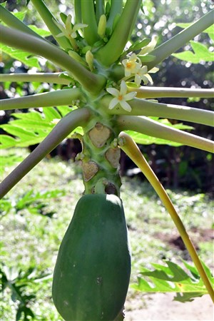 CUBA_7248 Papaya