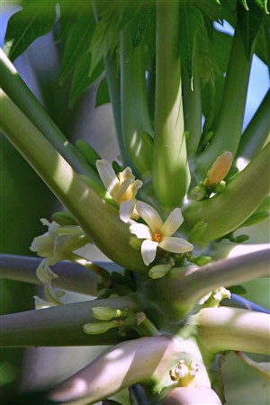 CUBA_7252 Papaya flowers
