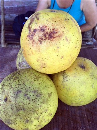 CUBA_i6296i Fresh grapefruits