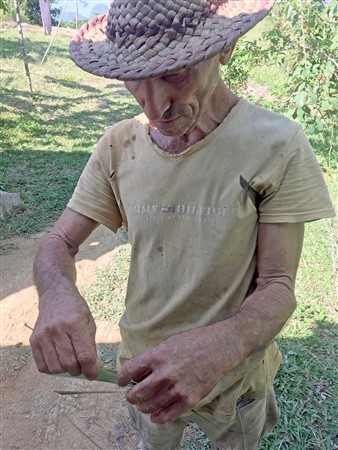CUBA_i6297i2 Farmer making palm insects
