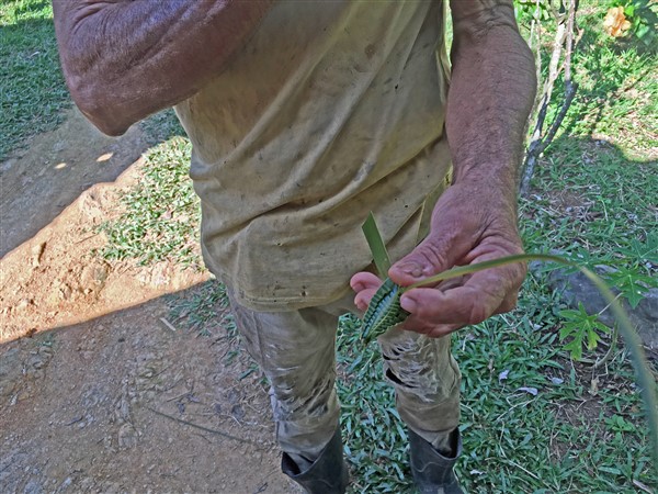 CUBA_i6298i Farmer making palm insects