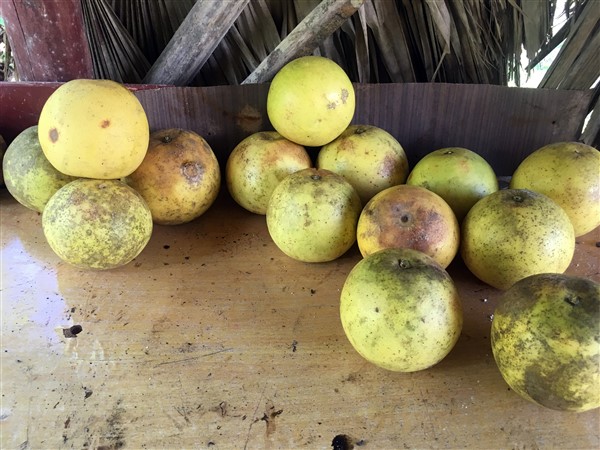 CUBA_i6305i Grapefruit cache