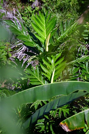 CUBA_7253-2 Breadfruit tree