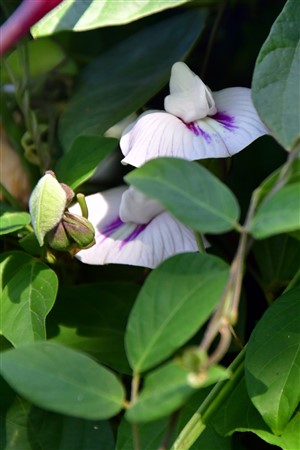 CUBA_7269 Legume flowers on the trail