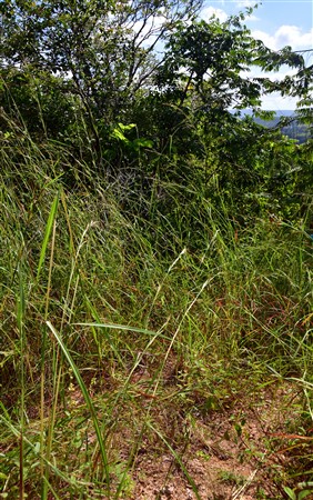 CUBA_7289 This is clearly the trail!