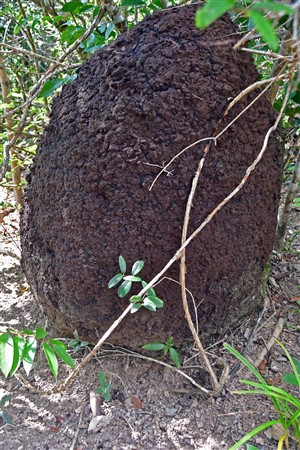 CUBA_7290 Aerial termite nest