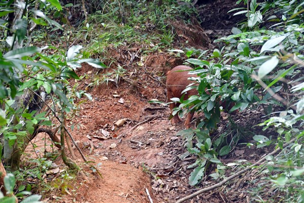 CUBA_7301 Pig on the trail