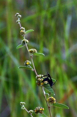 CUBA_7311cr Tarantula killer wasp (aka Taranula hawk) - Pepsis sp.