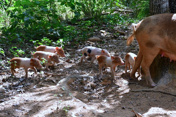 CUBA_7318 Free ranging family