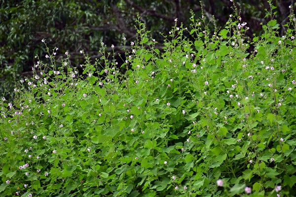 CUBA_7336 Weed bank at foot of the mogote