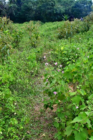 CUBA_7337 Trail down to the farm