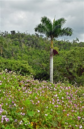 CUBA_7341 Palm in meadow