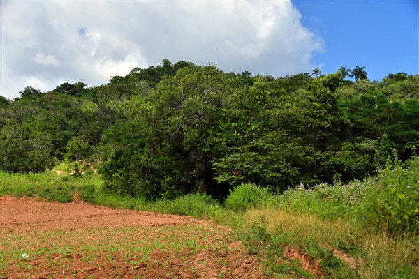 CUBA_7343 Farm edge