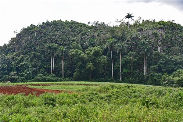 CUBA_734 Palms at farm edge