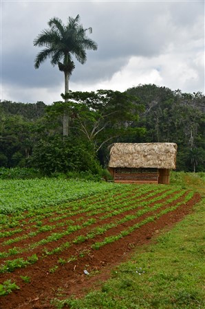 CUBA_7351 Farm shed