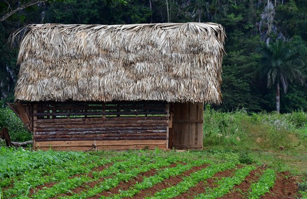 CUBA_73532 Farm shed
