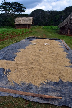 CUBA_7357 Rice being dried on plastic sheeting