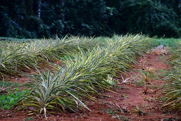 CUBA_7358 Pineapple