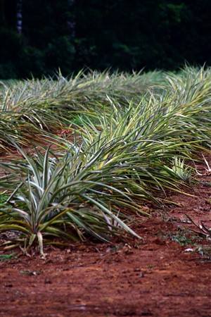 CUBA_7359 Pineapple