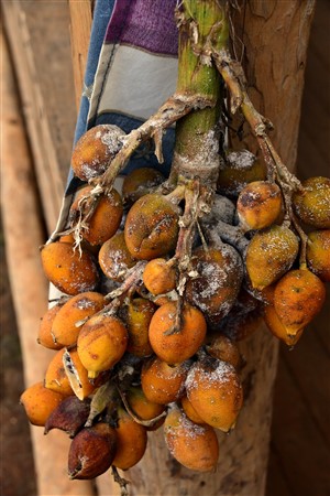 CUBA_7360 Mealybugs on palm nuts