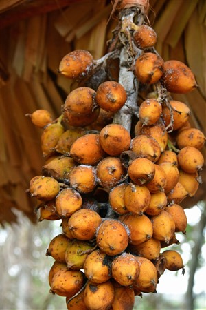 CUBA_7363 Mealybugs on palm nuts