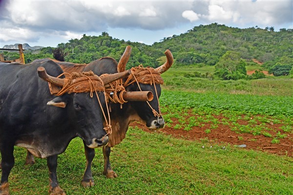 CUBA_7436 Bullocks