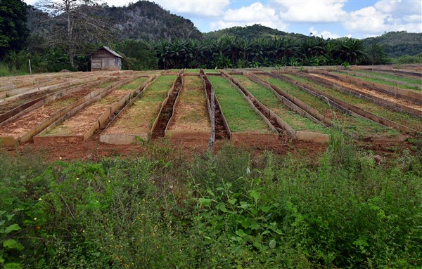 CUBA_7492 Tobacco seed beds