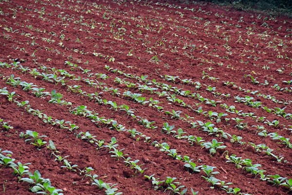 CUBA_7497. Transplanted tobacco