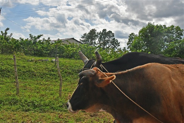 CUBA_7519 Bullock team