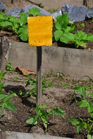 CUBA_7525 Yellow sticky card trap