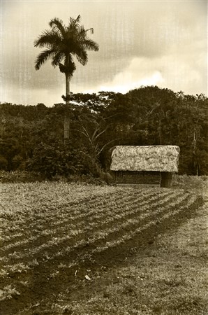 CUBA_7351_copy1a
