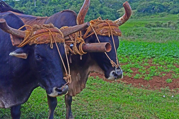 CUBA_7437E