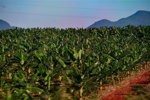 CUBA_7722 Bananas