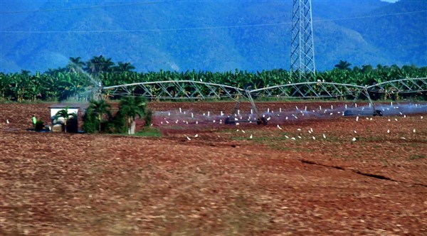 CUBA_7724 Irrigation