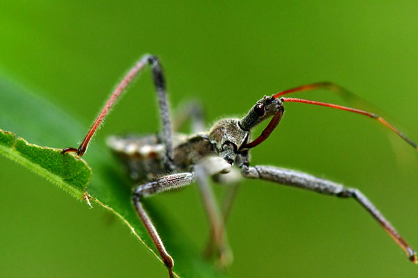 True bugs - The Hemiptera: Heteroptera