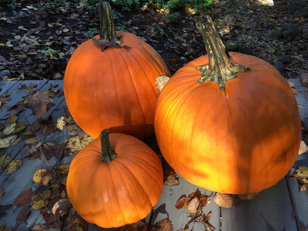 three pumpkins 8608
