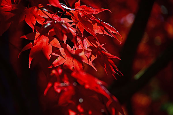 11 Japanese red maple 7059