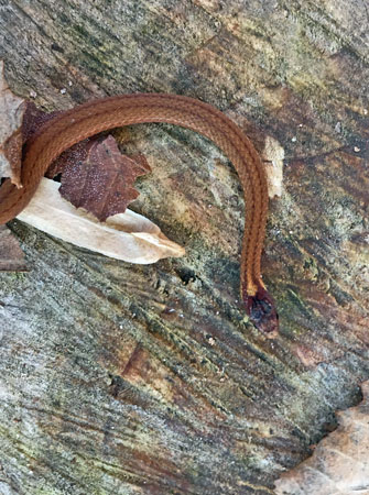 20  Red-bellied snake, Storeria occipitomaculata 8731