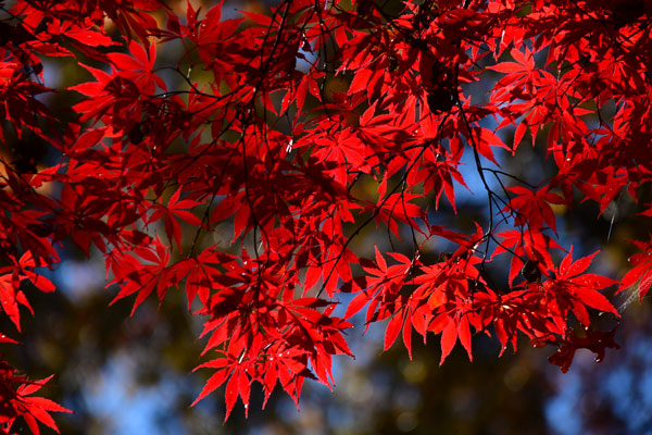 22 Japanese red maple 7283