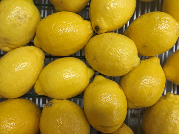Lemons at the Tomato Shed 8824