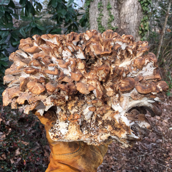 2018 - 18 Big old mushroom! 8845