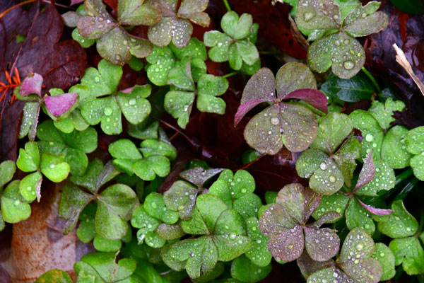 31 Wood sorrel 8511