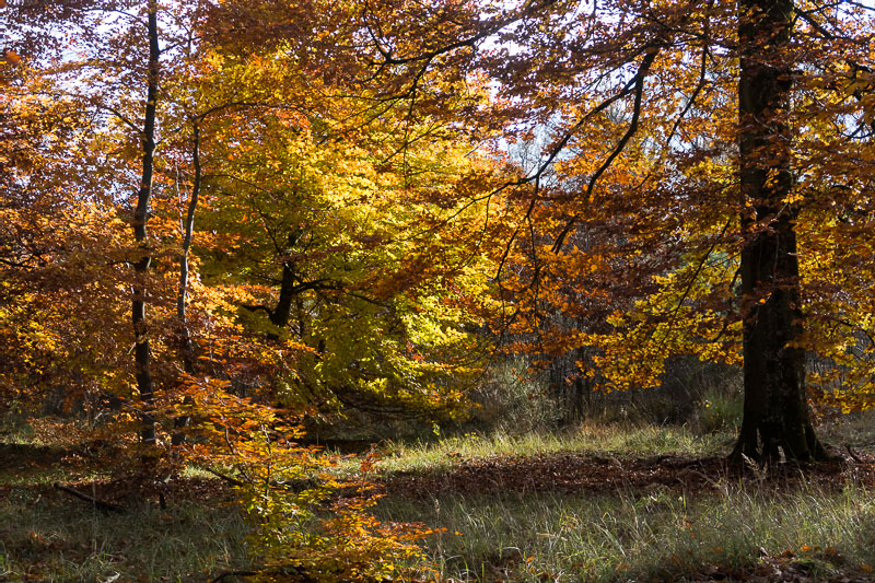 Explosion de couleurs-1139L.jpg