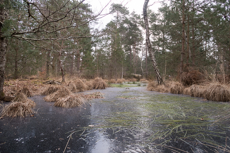 Mare gele - Carrefour des Grands Feuillards_1399L.jpg