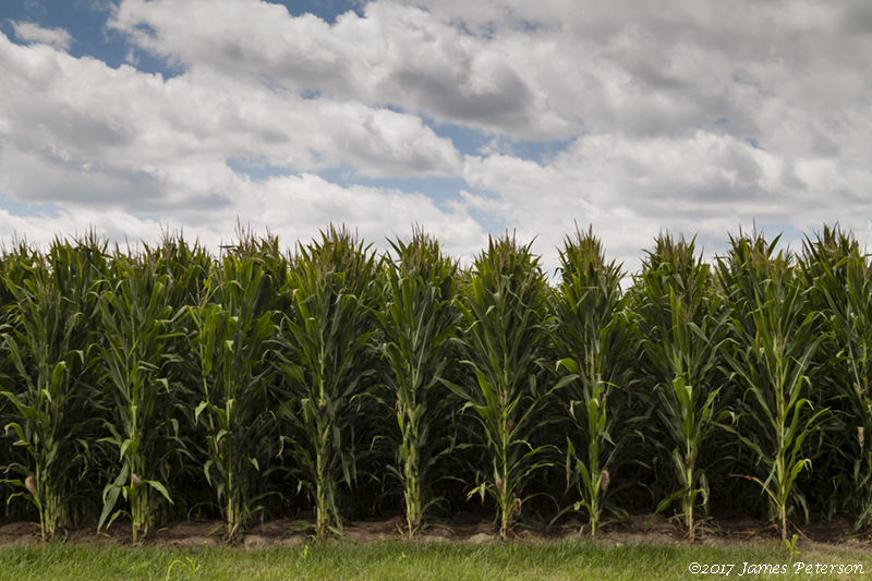 Tall Corn & Clouds (46567)