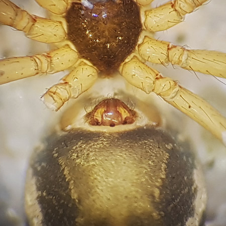Tenuiphantes alacris ( Skuggmattvvare )