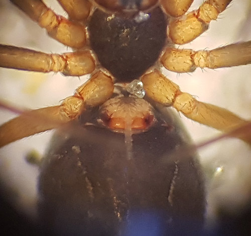Diplostyla concolor ( Skridskomattvvare )